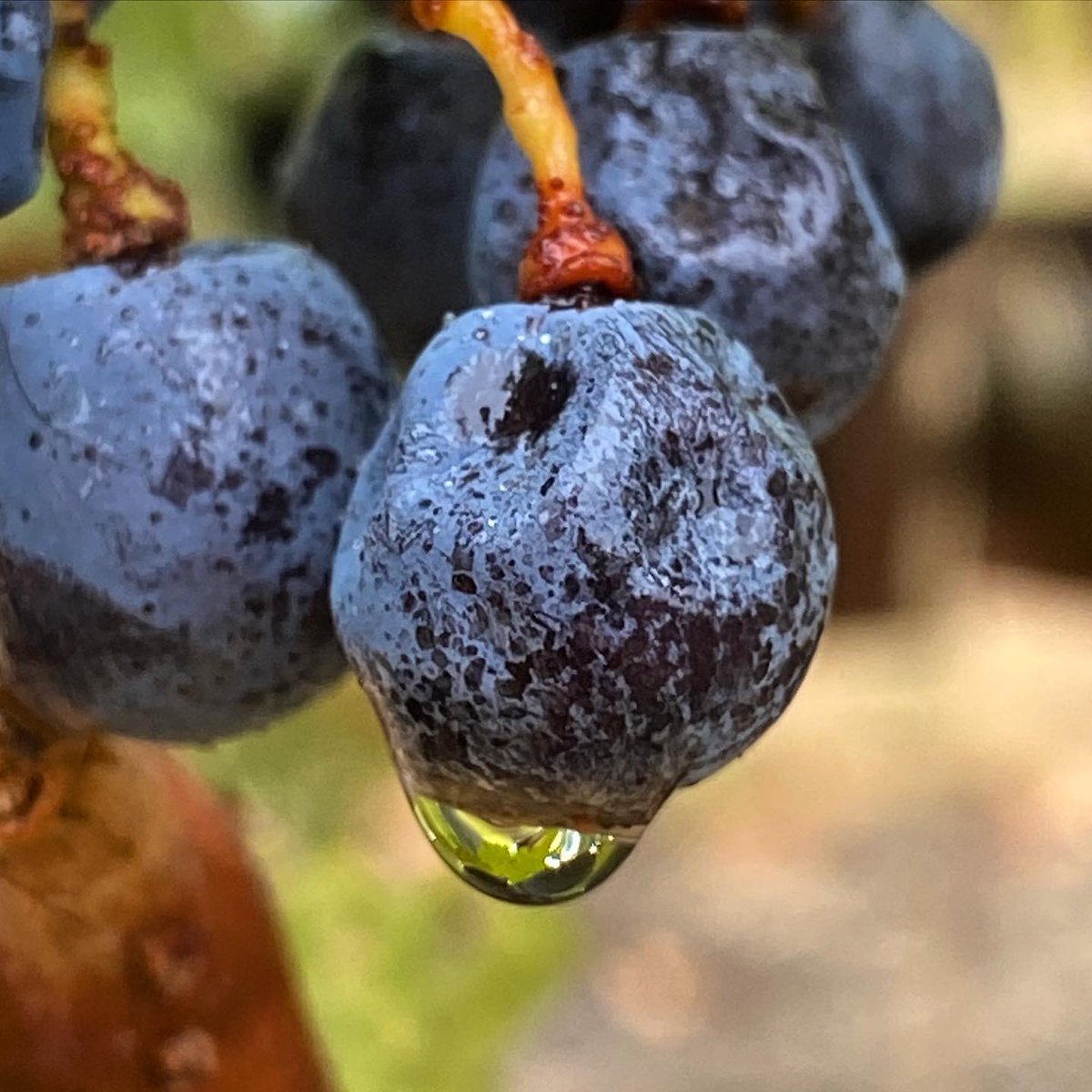 NapaTruffleFest's tweet photo. Offering one of the best outdoor tastings in #NapaValley, @RaymondVineyard always deserves a visit.
Open daily, schedule a visit & let their hosts guide you through a special selection of rare fine wines https://t.co/WYhNyrxIva #TruffleFest #NapaTruffleFest #TruffleLovers https://t.co/S87Hz0RfWk