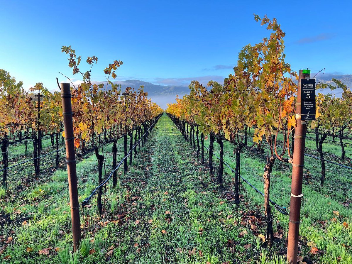 NapaTruffleFest's tweet photo. Offering one of the best outdoor tastings in #NapaValley, @RaymondVineyard always deserves a visit.
Open daily, schedule a visit & let their hosts guide you through a special selection of rare fine wines https://t.co/WYhNyrxIva #TruffleFest #NapaTruffleFest #TruffleLovers https://t.co/S87Hz0RfWk