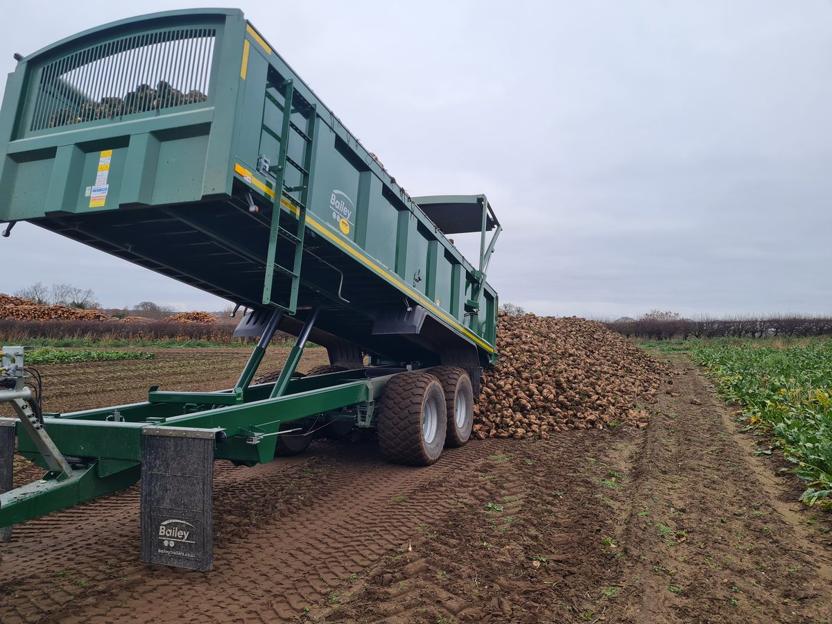 dickojerseys's tweet photo. Pre Christmas beet lifting for the cows. https://t.co/XX2y8gzRSU