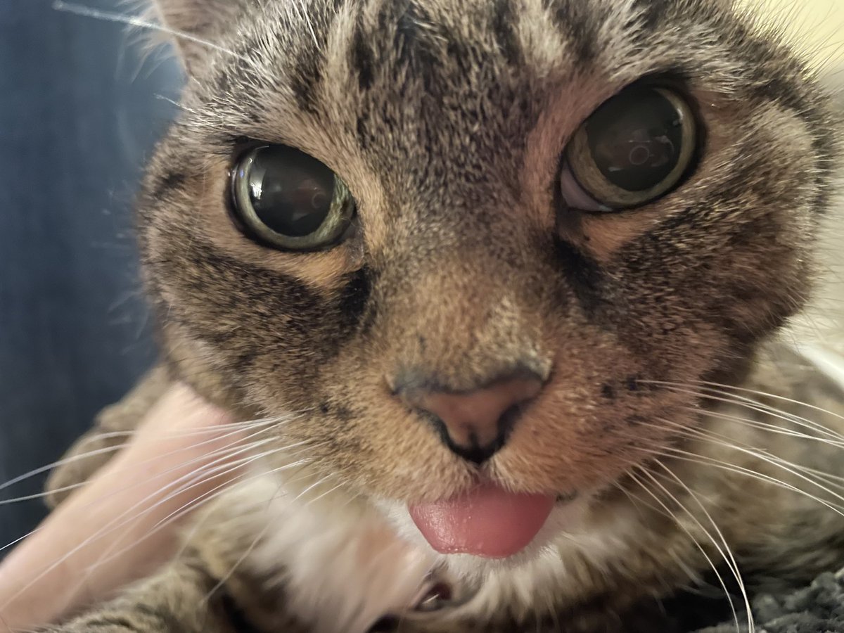birbofbirb's tweet photo. Kat https://t.co/Tm3lrip9mL