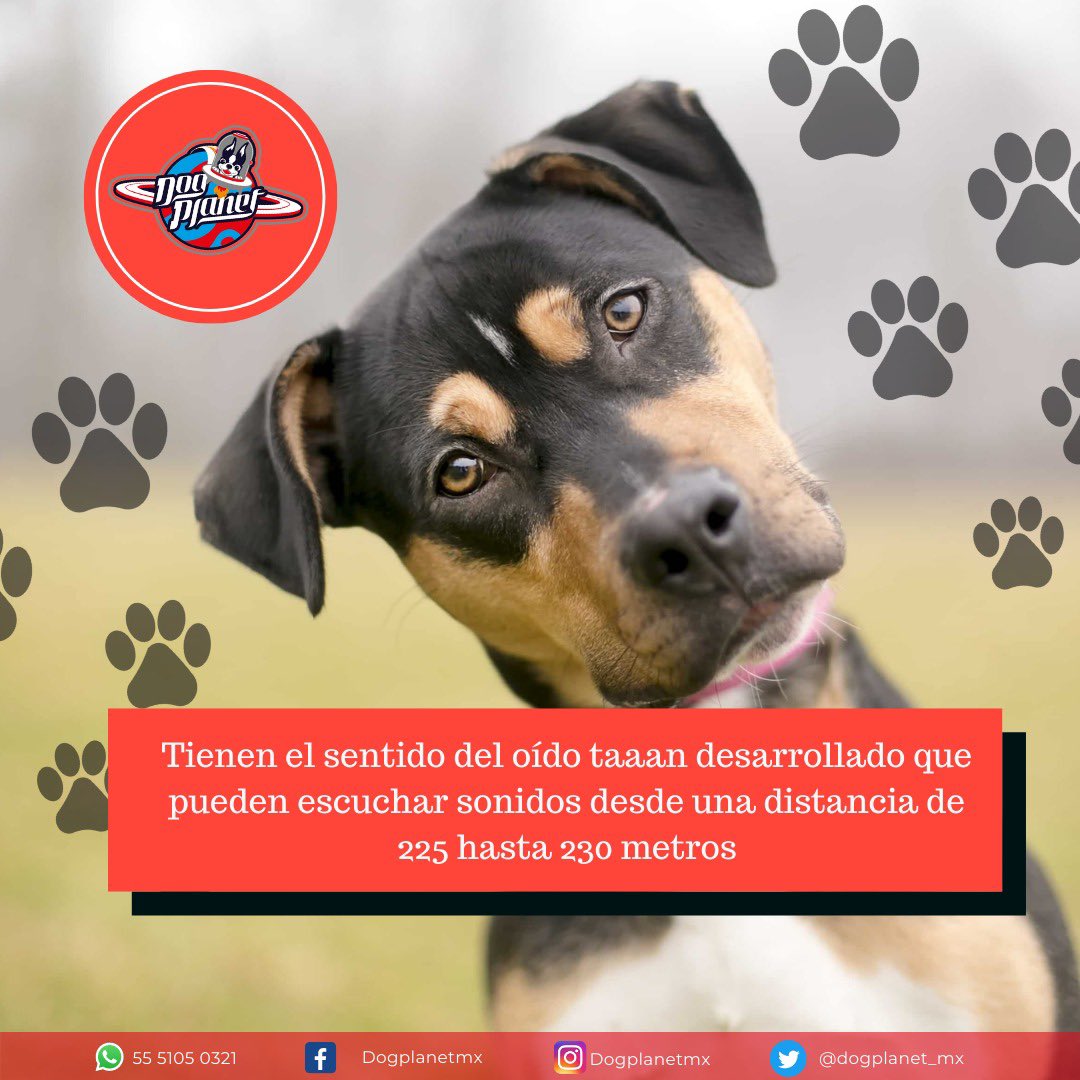 dogplanet_mx's tweet photo. La capacidad auditiva de los perros es increíble. #DogPlanet #DogLove #Pet #Puppie #BestFriend https://t.co/xcQo5s4kFq