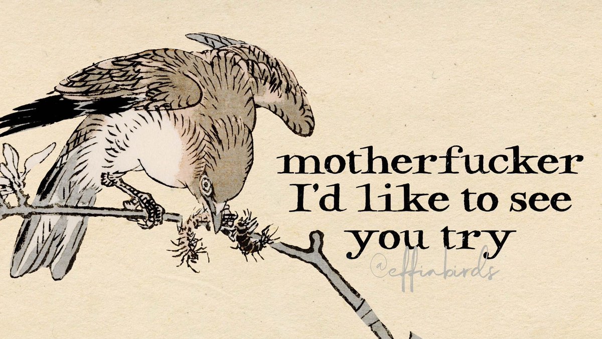 EffinBirds's tweet photo. https://t.co/ieHWPchvuq