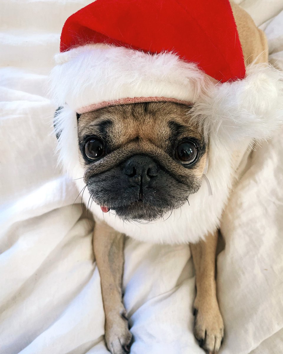 I know this Holiday season’s tough, Santa Pug wants to cheer you up ❤️