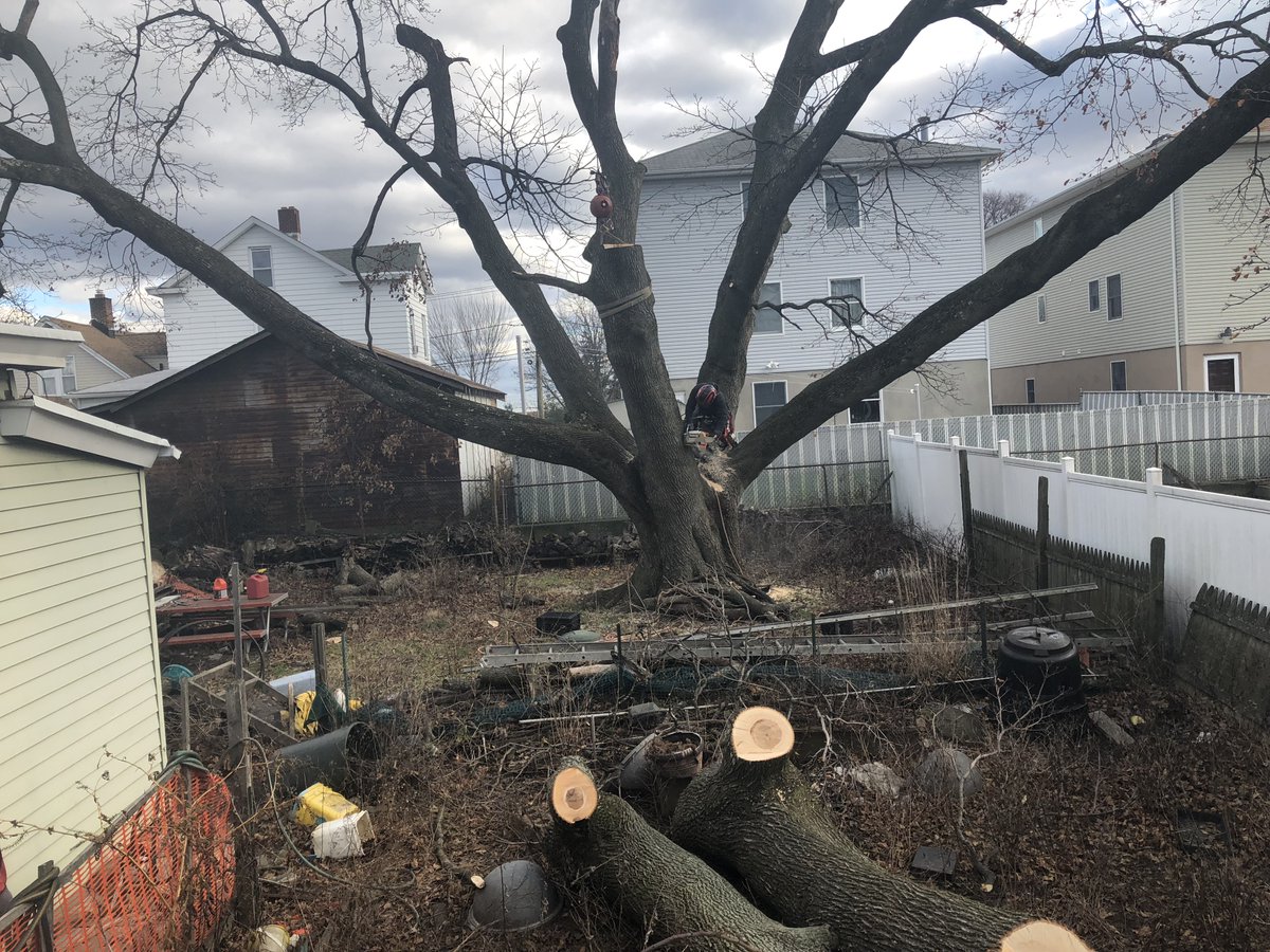 UMTreeService tweet picture