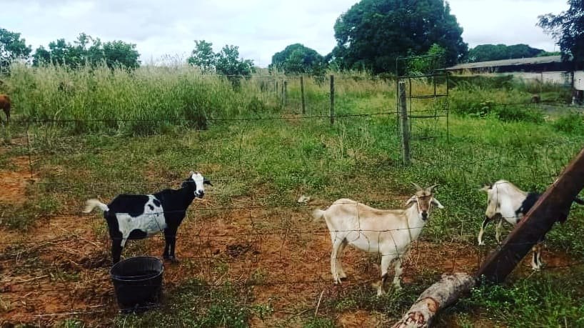 53Brinfs's tweet photo. 📣 #Enterate •|| Cumpliendo con la Guia de Planeamiento del MG @felixosoriog en las instalaciones del @531_BIS se esta llevando acabo la preparación de las tierras con la finalidad de realizar la siembra y asi fortalecer la producción agrícola y pecuaria de esta unidad. ||• https://t.co/5ZF6YB0Jtw