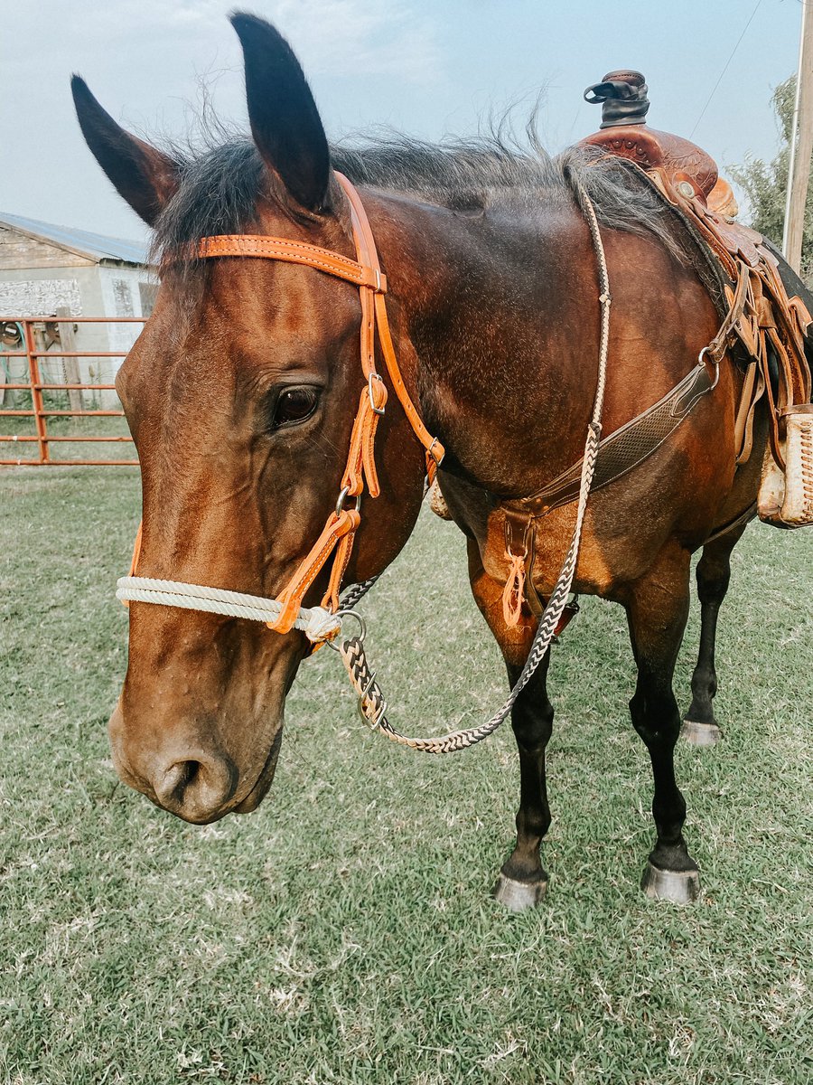 6 days til my girl is with me 😭 spending today getting all of the things we need for her at the stables