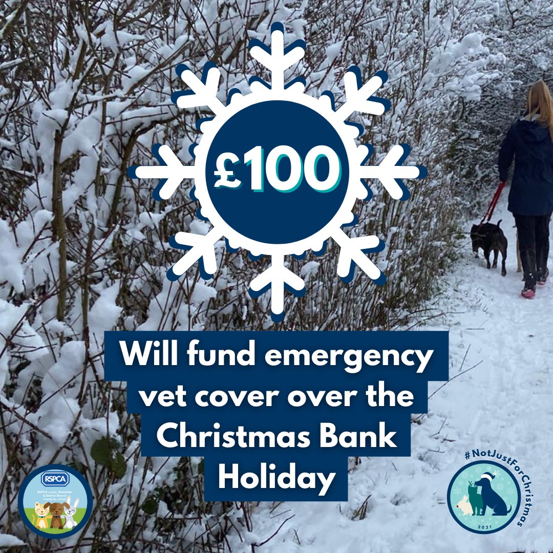 RSPCALeedsWakey's tweet image. 🐰 This Christmas we get extra days off to relax

🐕 However, our team are more likely to need to rely on emergency vets if anything should happen at the branch

💝 Can you give one last gift that's #NotJustForChristmas that could save an animal's life? : bit.ly/320lUgc