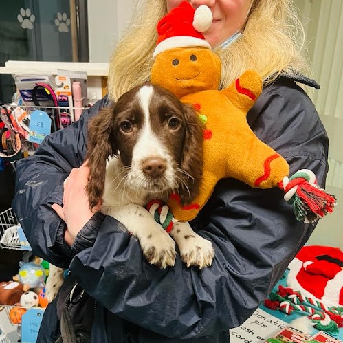 RSPCALeedsWakey's tweet image. 🐰 This Christmas we get extra days off to relax

🐕 However, our team are more likely to need to rely on emergency vets if anything should happen at the branch

💝 Can you give one last gift that's #NotJustForChristmas that could save an animal's life? : bit.ly/320lUgc