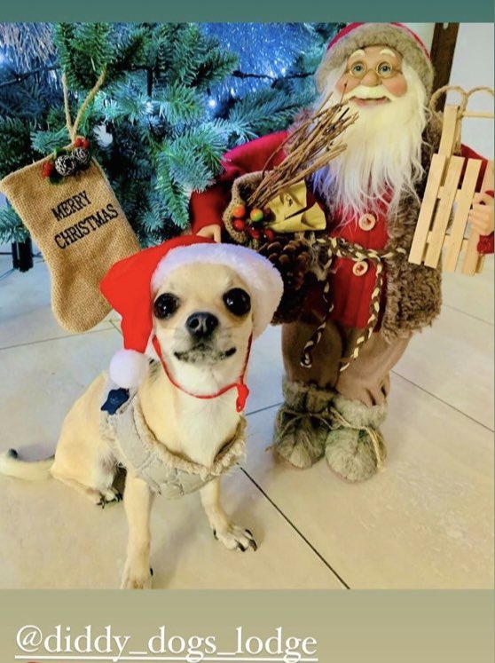 DiddyDogsLodge's tweet photo. Christmas party @DiddyDogsLodge #daycare #smallbreeds #fareham @dotty4paws https://t.co/XzjK70Rr4X