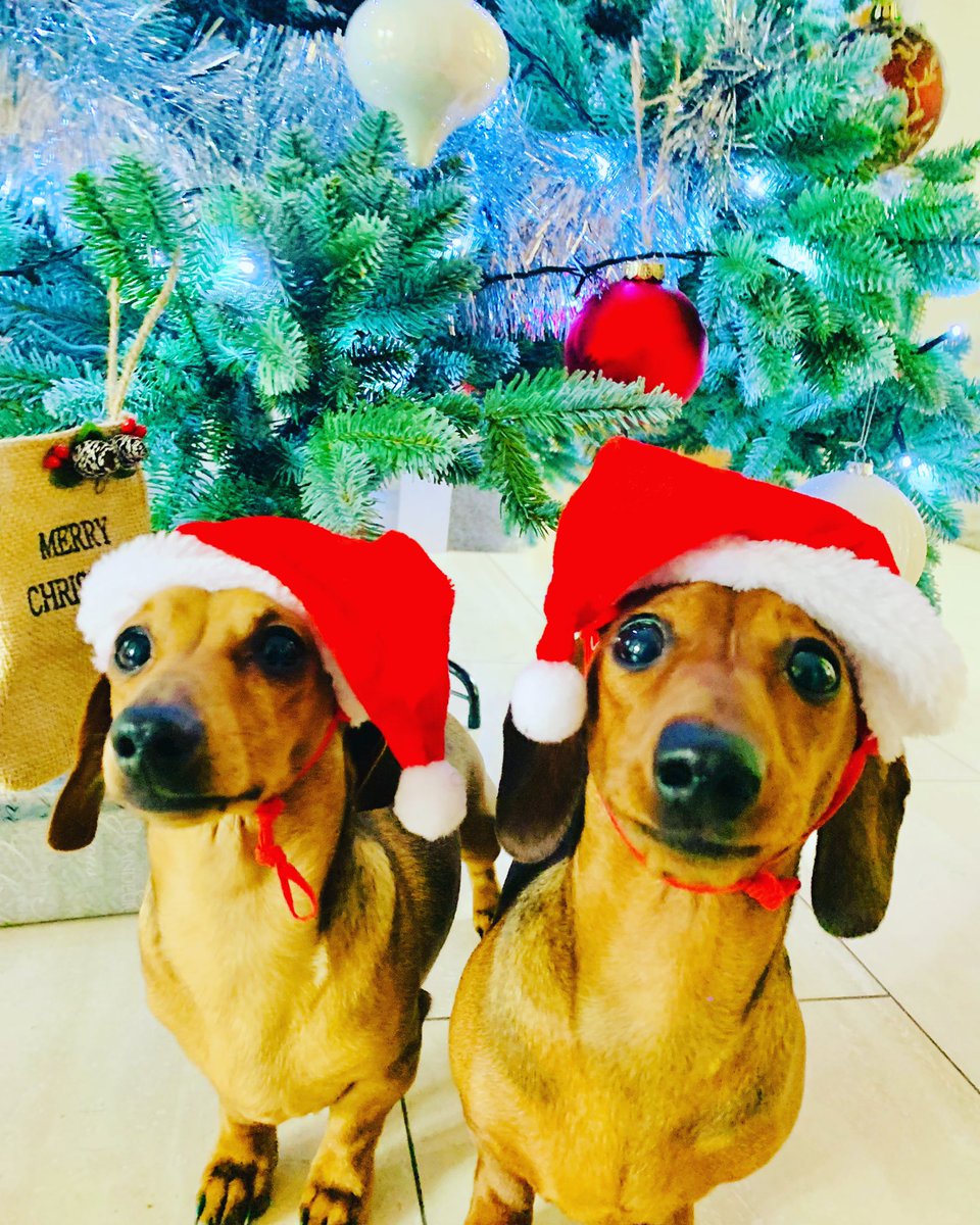 DiddyDogsLodge's tweet photo. Christmas party @DiddyDogsLodge #daycare #smallbreeds #fareham @dotty4paws https://t.co/XzjK70Rr4X