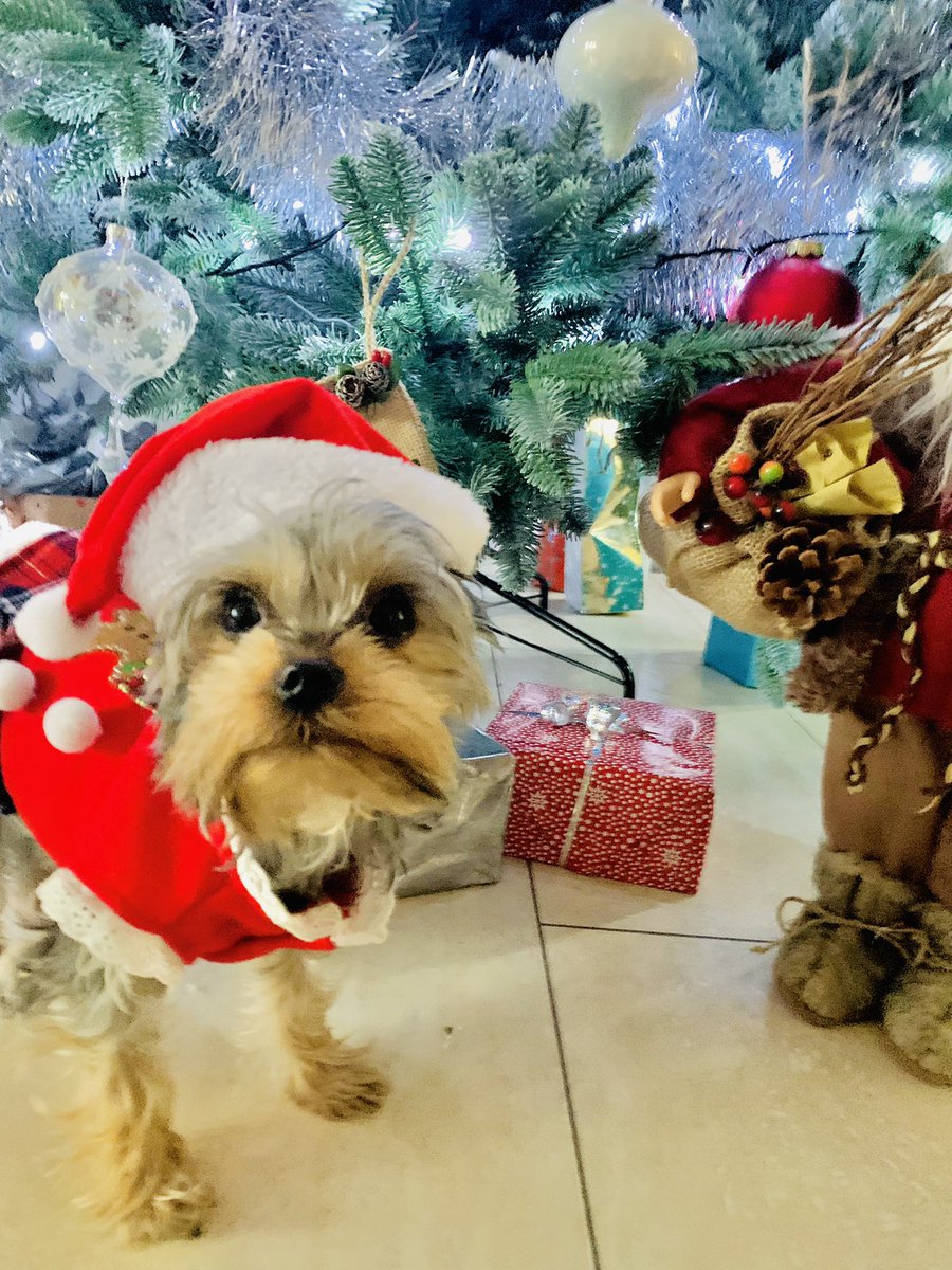 DiddyDogsLodge's tweet photo. Christmas party @DiddyDogsLodge #daycare #smallbreeds #fareham @dotty4paws https://t.co/XzjK70Rr4X