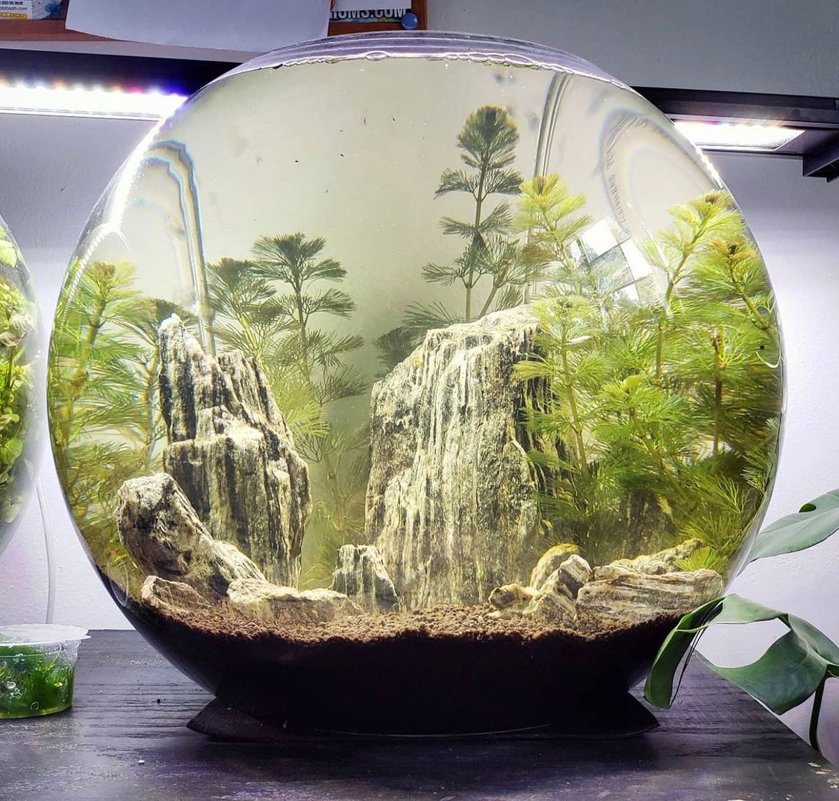 seachem's tweet image. Check out this 11 gallon shrimp tank by @cocos_kingdom (IG)!