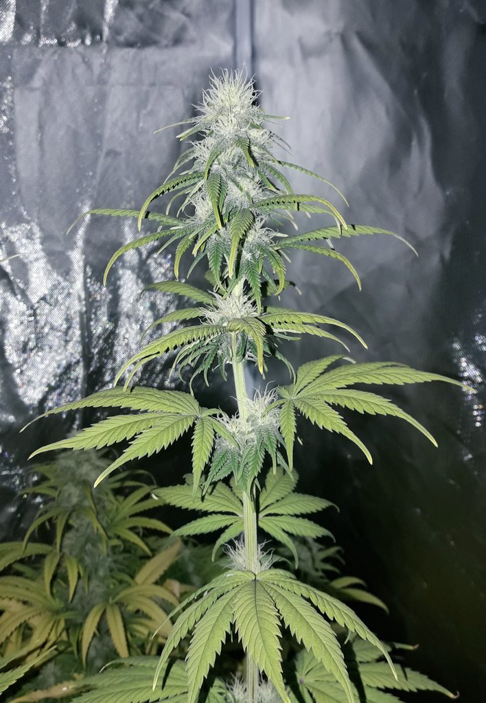 AdrycManellson's tweet photo. Muy Weed y Feliz Navidad Verde Mundo, con #THCV @Kannabia_Samen y #GelatoK @IntKannabia vrs #SnowRipper @GreenbudSeeds durmiendo aún bajo #ThePureLed480Pro @ThePureFactory_ by @DPlantasur apagado en #AdrycsCove,
Os Deseamos mi Hada, la #Crew y yo,
Paz y #SemisDeColección...🧚♂️😎 https://t.co/FJC8fUcutq
