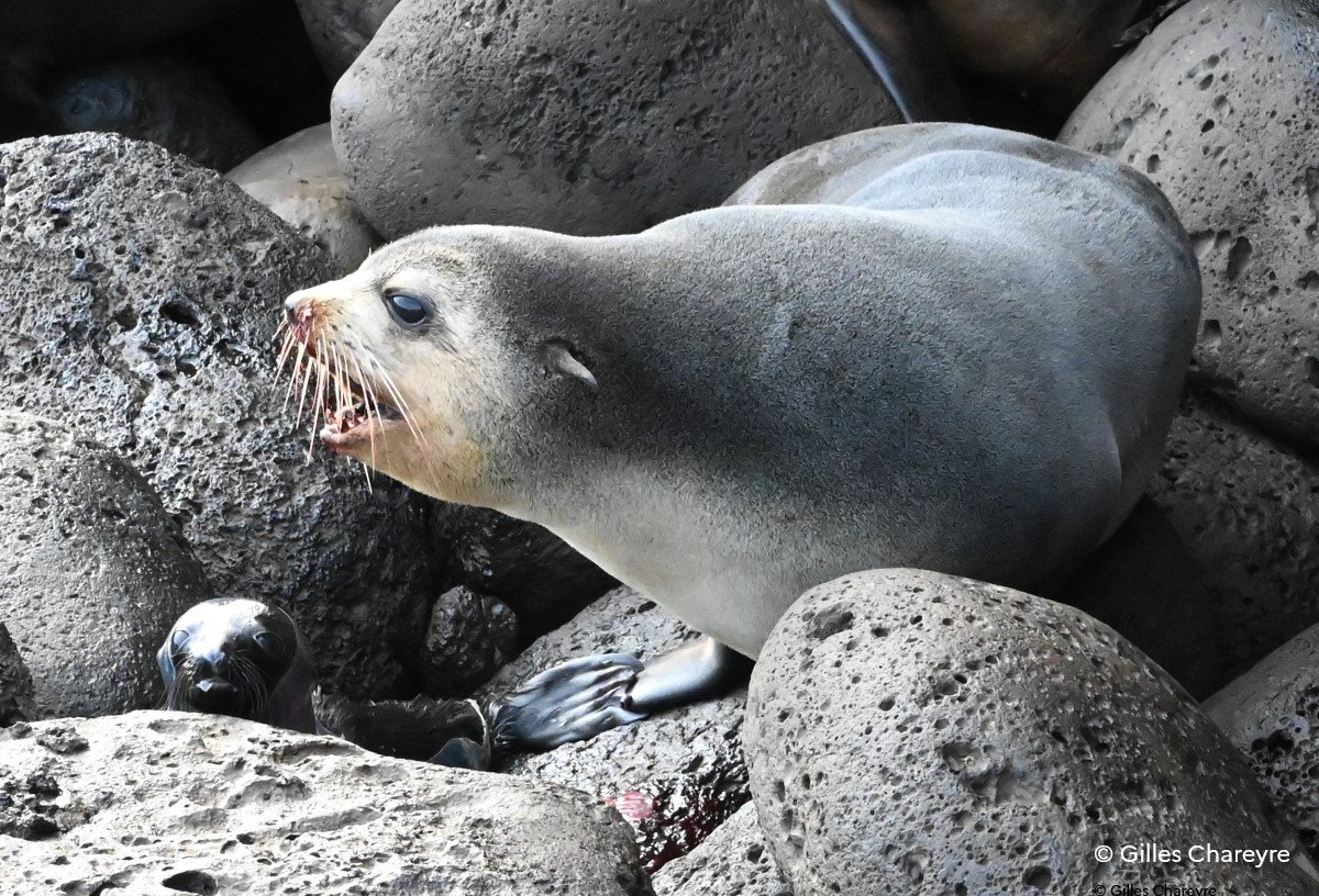 TAAFofficiel's tweet photo. #biodiversité | L’#otarie à fourrure subantarctique est le seul mammifère marin se reproduisant sur l'île #Amsterdam. En ce moment, de nombreux jeunes, appelés « pups », de couleur noir profond voient le jour. @lesoutremer
@France_UNESCO https://t.co/FnGtkOYz0Z