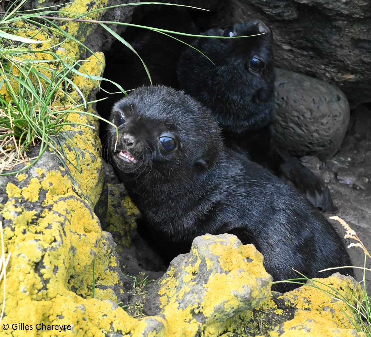 TAAFofficiel's tweet photo. #biodiversité | L’#otarie à fourrure subantarctique est le seul mammifère marin se reproduisant sur l'île #Amsterdam. En ce moment, de nombreux jeunes, appelés « pups », de couleur noir profond voient le jour. @lesoutremer
@France_UNESCO https://t.co/FnGtkOYz0Z