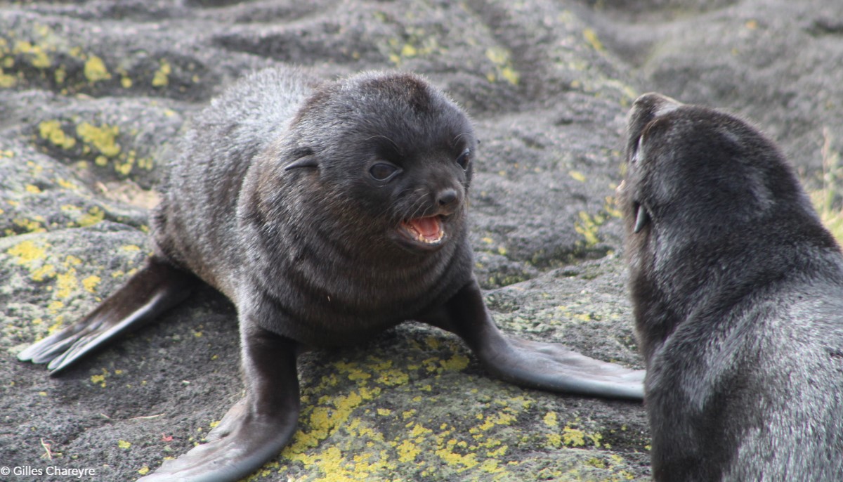 TAAFofficiel's tweet photo. #biodiversité | L’#otarie à fourrure subantarctique est le seul mammifère marin se reproduisant sur l'île #Amsterdam. En ce moment, de nombreux jeunes, appelés « pups », de couleur noir profond voient le jour. @lesoutremer
@France_UNESCO https://t.co/FnGtkOYz0Z