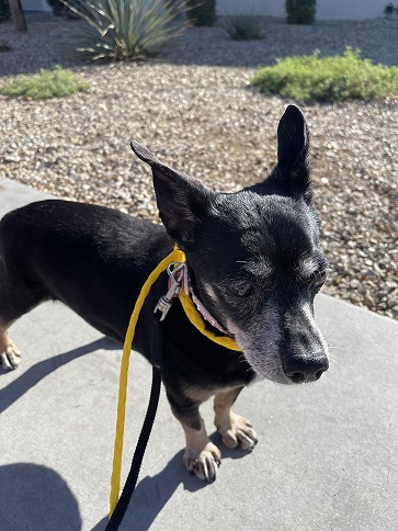 MARGO is our longest term resident. She is so sweet, yet shy in public. Please come meet her this weekend between 10am-1pm at our @PetSmart Adoption Center in Centennial Hills (6650 N Durango Dr. )  