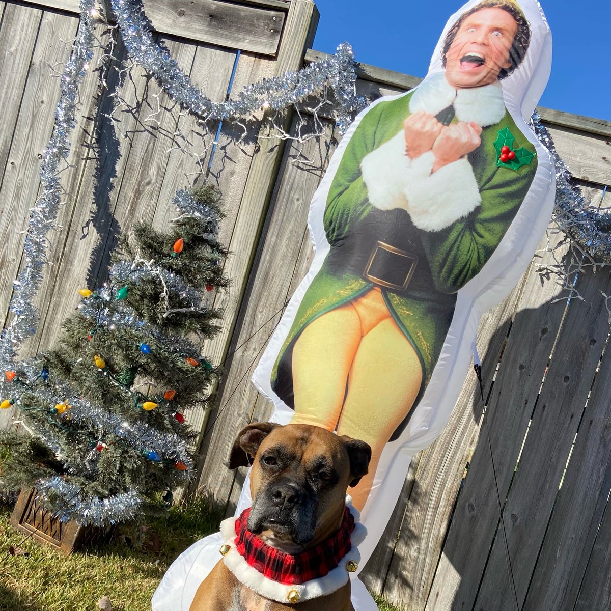 BoxerNamedSue's tweet photo. Buddy said it best “The best way to spread Christmas cheer is singing loud for all to hear”!  Wishing everyone a Merry Christmas, Happy New Year and Joyful Holiday Season!  @BoxerDogUnion @BoxerBond @BoxerFanClub https://t.co/bCqdEIlswh