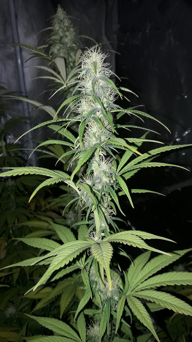AdrycManellson's tweet photo. Muy Weed y Feliz Navidad Verde Mundo, con #THCV @Kannabia_Samen y #GelatoK @IntKannabia vrs #SnowRipper @GreenbudSeeds durmiendo aún bajo #ThePureLed480Pro @ThePureFactory_ by @DPlantasur apagado en #AdrycsCove,
Os Deseamos mi Hada, la #Crew y yo,
Paz y #SemisDeColección...🧚♂️😎 https://t.co/FJC8fUcutq