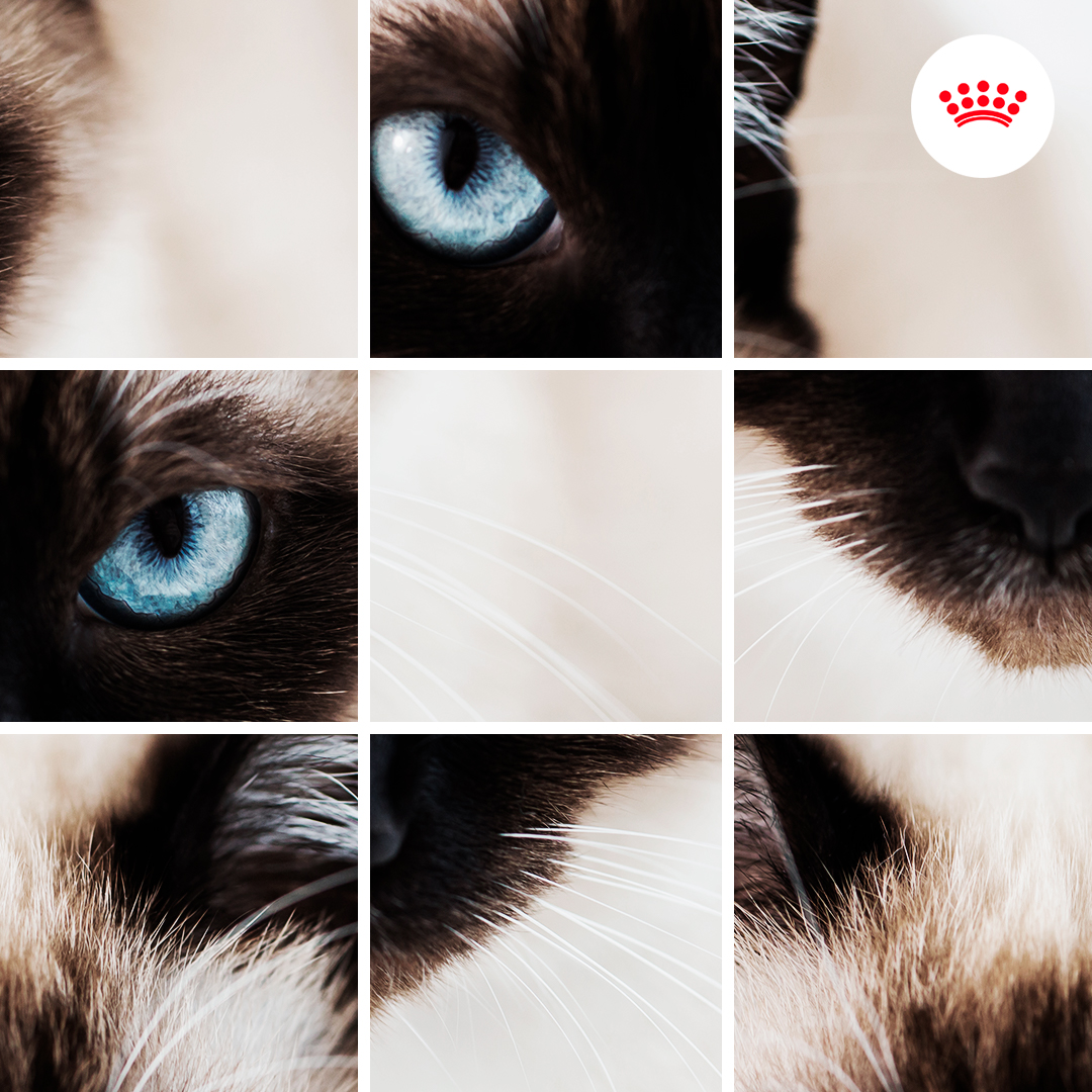 RoyalCanin_Es's tweet photo. Hemos desordenado la imagen de un gato para ponerte a prueba.🔍¿Eres capaz de adivinar qué gato se esconde en el rompecabezas?🔍Te daremos una pista, se trata de un gato muy inteligente, juguetón y de carácter sociable.
¿Lo has adivinado?¡Demuéstralo en respuestas!
#RoyalCanin_Es https://t.co/KXh0fdu1sy
