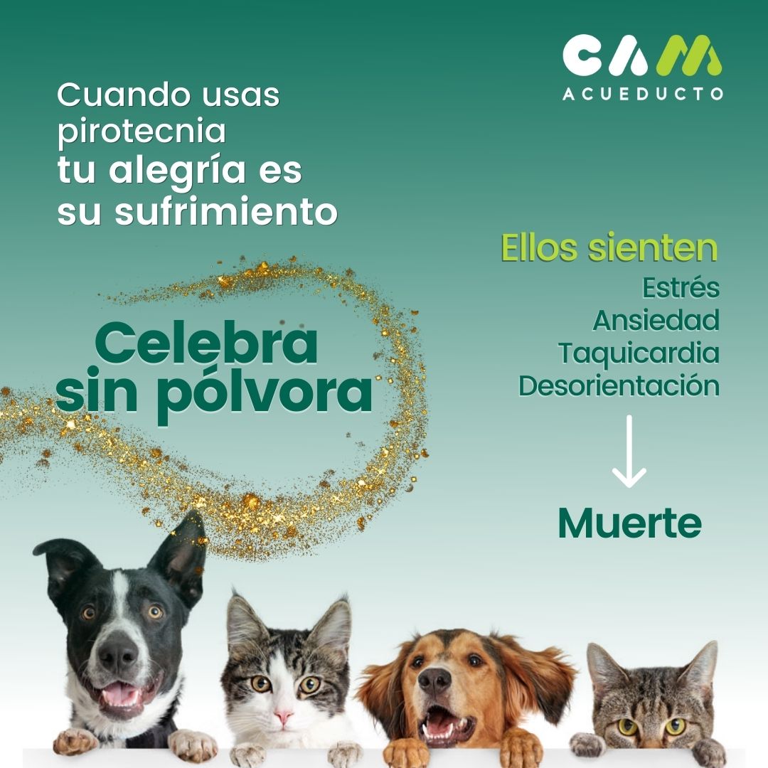acueductocam's tweet photo. #EnEstaNavidad cuida a tus mascotas 🐶🐱, son parte de tu familia. 

#NavidadSinPirotecnia #NoALaPolvora #CamAcueducto #acueducto #agua #orienteantioqueño https://t.co/BfmsOJw4gb