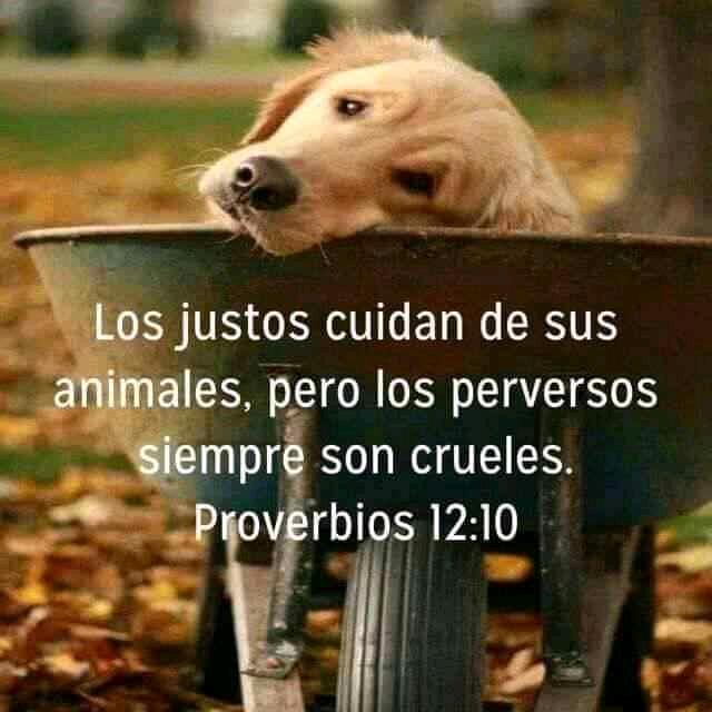 Perrosenlacalle's tweet photo. Proverbio sabio.... https://t.co/2arnDjYnge
