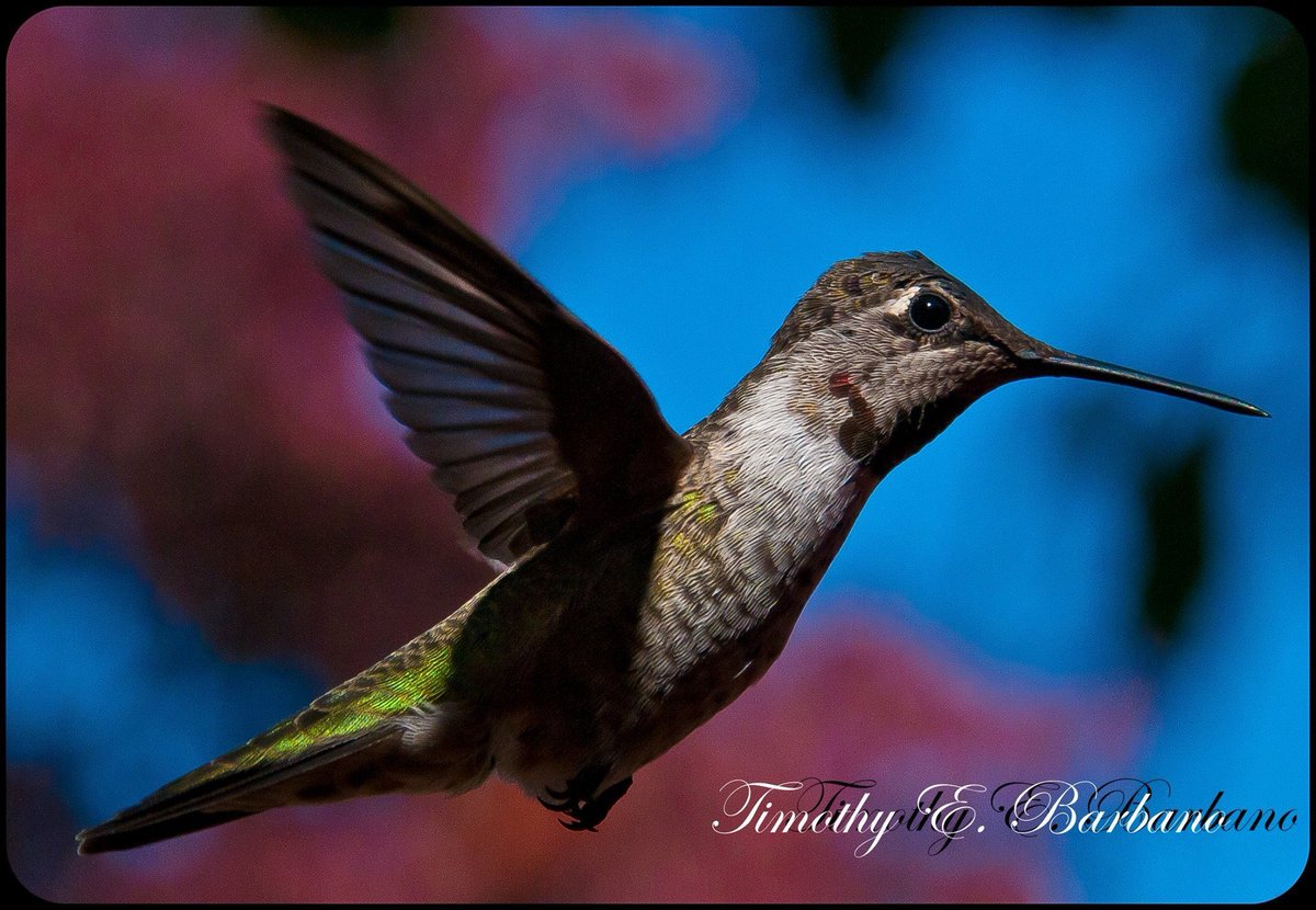 legends around the magic and spiritual meaning of the hummingbird.Their physical lightness is also a beautiful reminder for us too to lighten up! If we let ourselves release the weight of doubt, fear, and worry Like the hummingbird