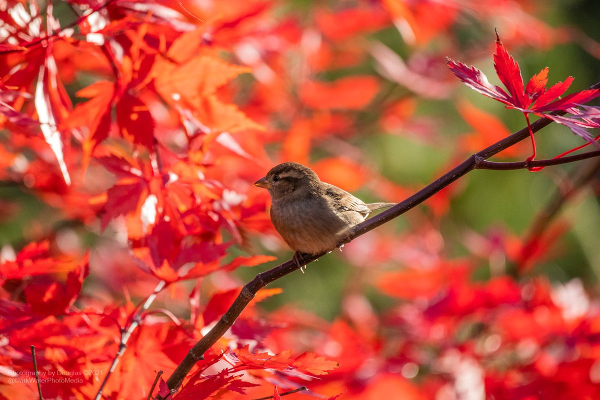 DarkWaterPhotos's tweet photo. House Sparrow in High Park. Toronto

#WildTO #CityOfTO #Sparrows #HighPark #CanGeoWild #BirdingDailyTO #Celebirdy #NatureWalks #GetOutside #familyfriendly 

https://t.co/R5PMOspsUo https://t.co/nWIx5RQ8Y0