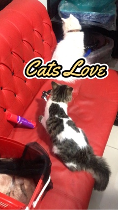 Thejanwar's tweet image. #CAT #pet #bestmusic2021 #bye2021 #Hi2022 @JustSnacked(O150000618919920) @Pets_life(O150000504703217) @Cute_pets(O150000504702034) @SnackVideo Official(O150000508545485) @AAL_IN_ONE_videos💻💻💻💻(O150000541968339)  sck.io/p/MhNIECBX