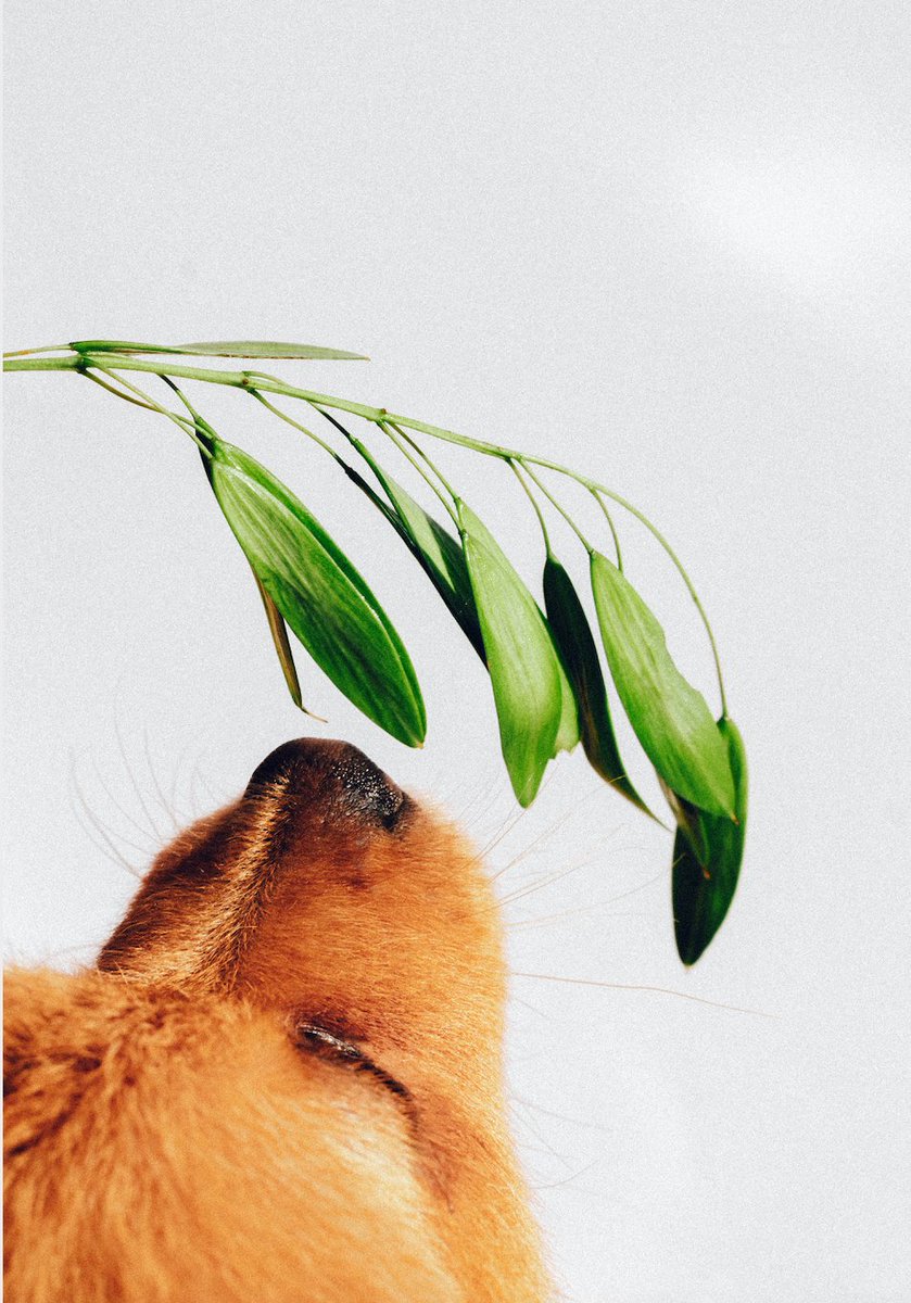 At PiperWai, we’ll talk your ear off about the root causes of body odor – from genetics, stress, diet, hormones to the environment. In our most recent blog, we break down which vitamins help keep your body odor in check. Check it out on our website!

piperwai.com/blogs/posts/vi…