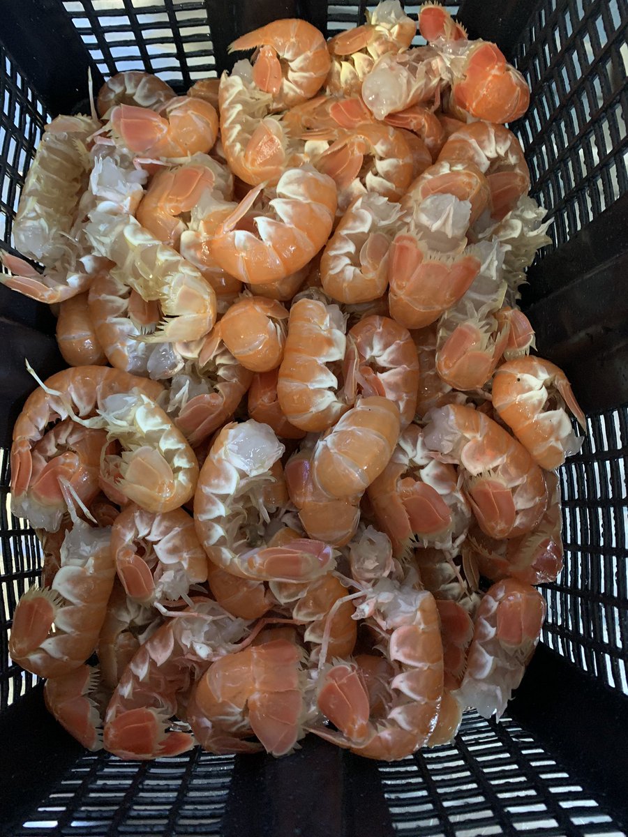 davidsteele05's tweet photo. Got the best text I’ve had in a while, it went - David, I have some prawns for you. #prawns #langoustine #scottishshellfish #seafood https://t.co/aKpAqW0aHm