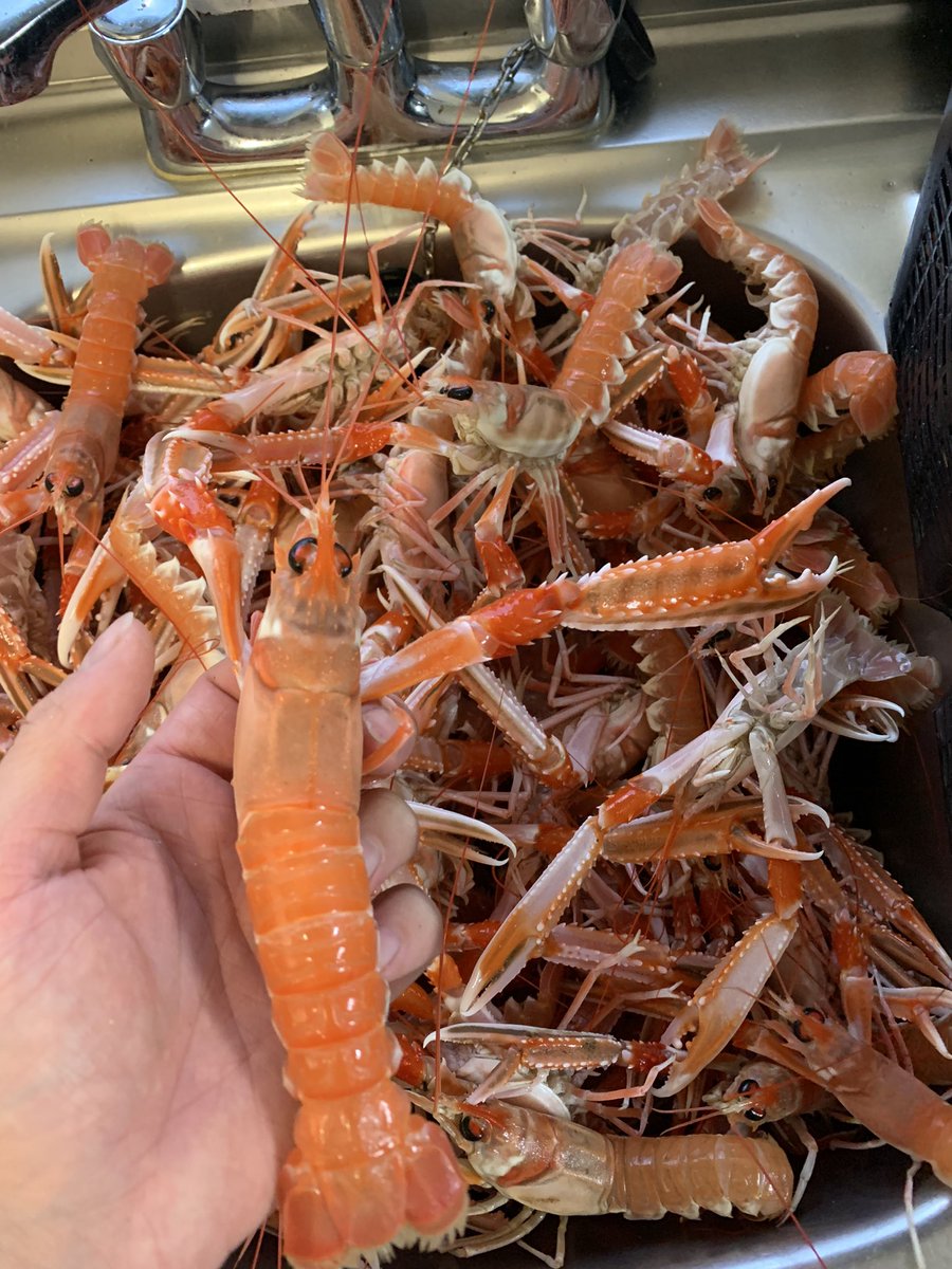 davidsteele05's tweet photo. Got the best text I’ve had in a while, it went - David, I have some prawns for you. #prawns #langoustine #scottishshellfish #seafood https://t.co/aKpAqW0aHm