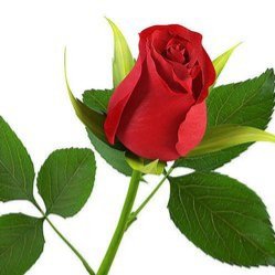 RajeshkadamT's tweet photo. "Get Well Soon" FinMin @FinMinIndia and Extend Due Dates.

I request everyone to share this message to Ministry with Rose.

"Gandhigiri जिंदाबाद"

#Extend_Due_Date_Immediately 
#Extend_Due_Dates https://t.co/Ds9U7VI0am