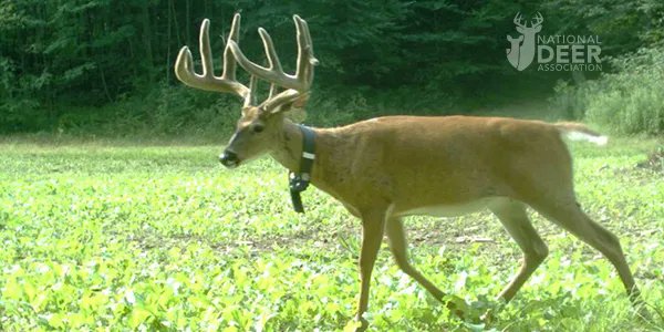 deerassociation's tweet photo. We are counting down the 10 most widely read articles from NDA’s website in 2021.

Here's #9: https://t.co/uH8K2kLiS8 https://t.co/asF5iYKkjB