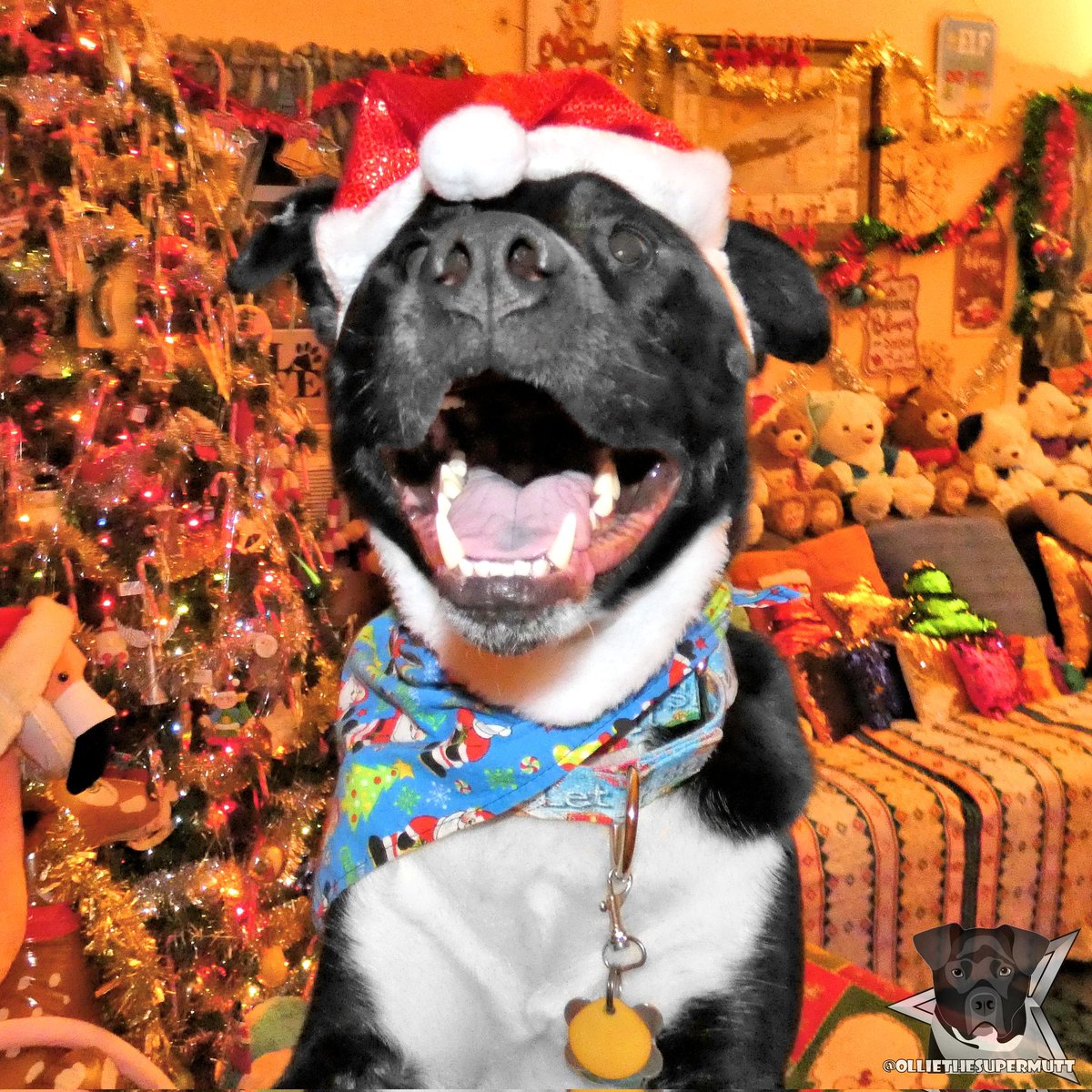 Christmas weekend is finally here! I'm so excited to see what Santa Paws is gonna bring me! Merry (almost) Christmas! 🎅🐕🎄
.
-🐶-
.
#dogsoftwitter #dogsofinstagram #Twitterdogs #Christmas #Christmas2021 #ChristmasAtHome #ChristmasEve