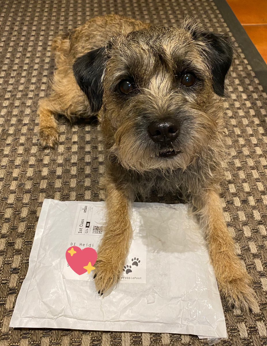 Heidi_BTerrier's tweet photo. I got #PebblePost 😃🎁🐾 Thank you so much Pebble @PebbleBT for the wonderful surprise pressie, It’s been placed in my evidence bag (santa sack😉) for the big day. Had such a chuckle when it arrived, bet the postie didn’t know a DI lives here!  #BTPosse #BTLineOfDutyClub https://t.co/yOd9g90GrC