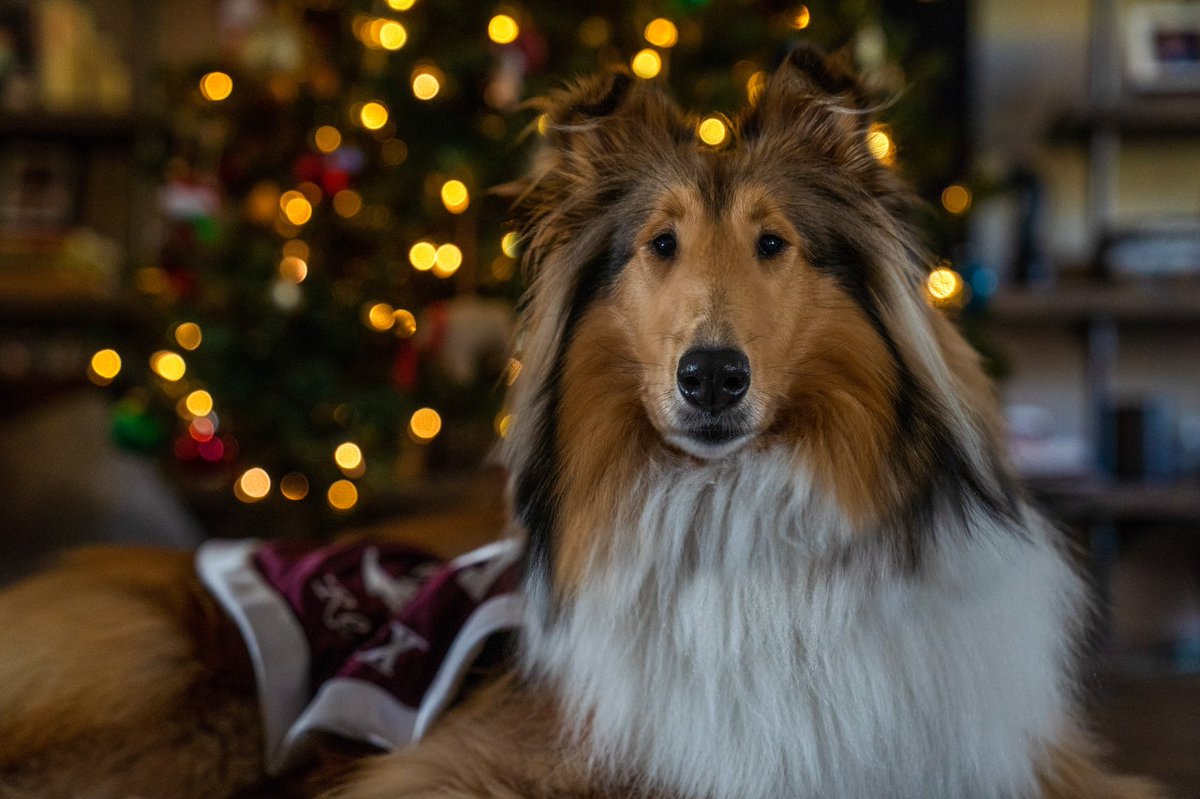 reveille tweet picture