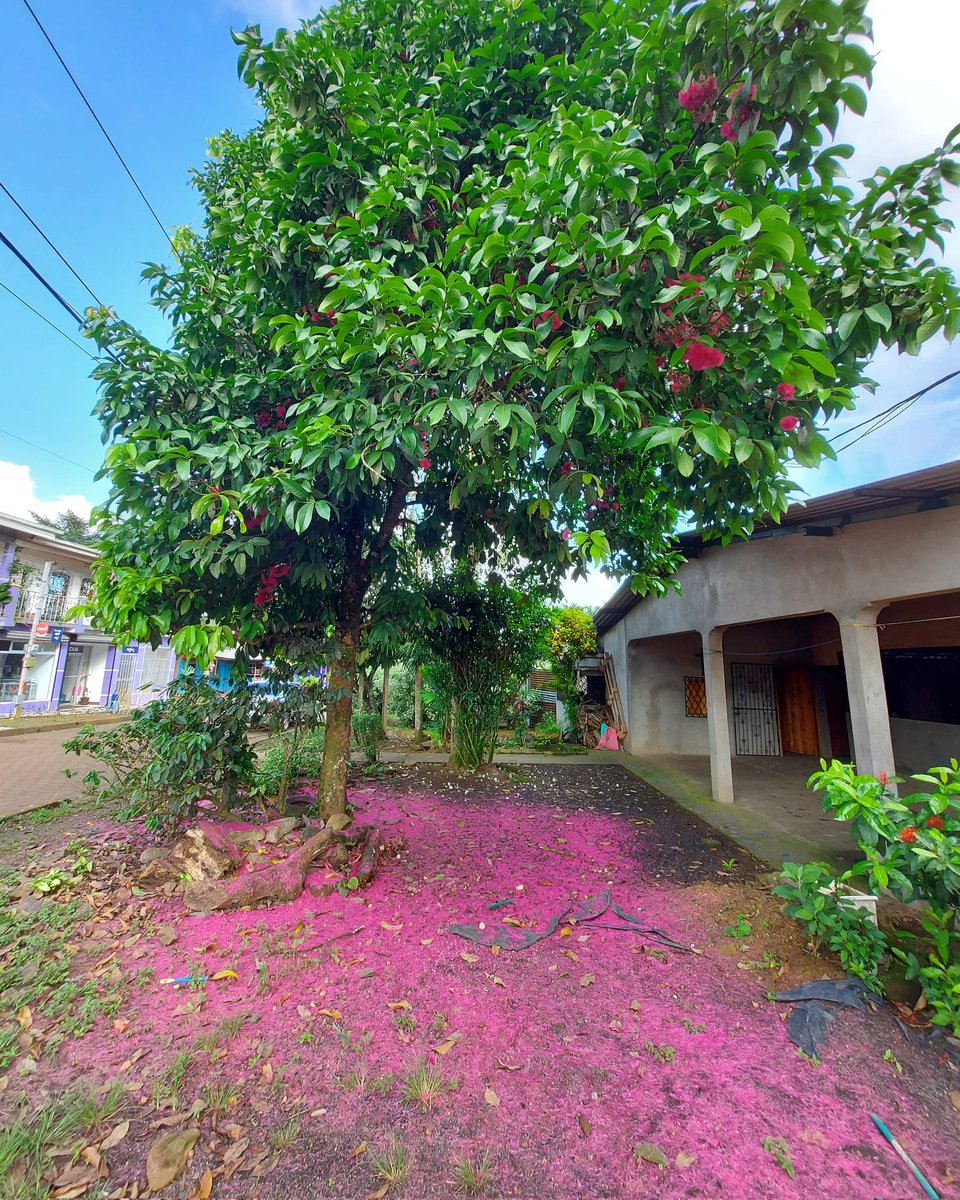 hillron's tweet photo. Árbol de Pera de Agua florecido en una calle de Nueva Guinea. #peradeagua #streetflower #nicanature https://t.co/vViszfFCqT