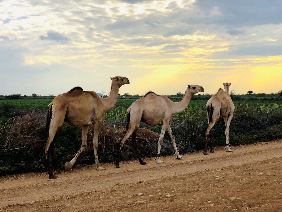 sejosom's tweet photo. Baidoa city of Somalia.
#BaidoaJanaay #BayRegion #SouthWest #Somalia #BeautifulEnvironment https://t.co/TFtyXKPqns