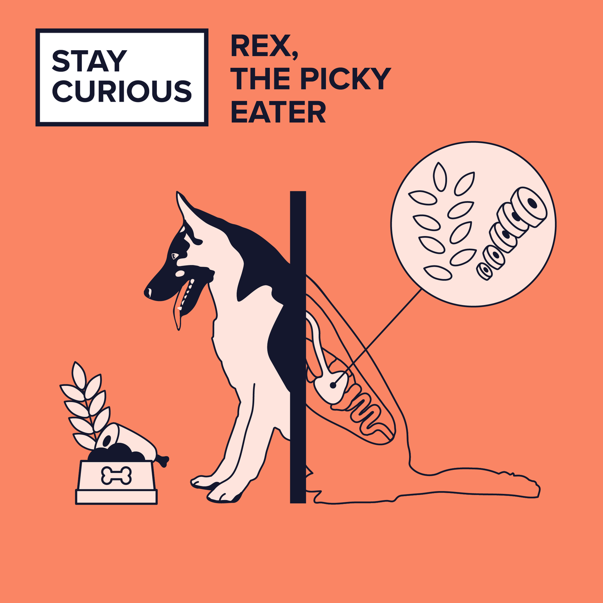 Because of the specific genetics of their breeds, German Shepherds have more sensitive stomachs than other dogs. 

This is why they need to be fed proteins and fibres that are more digestible than most of their other furry friends!

#sciencecommunication  #design #science