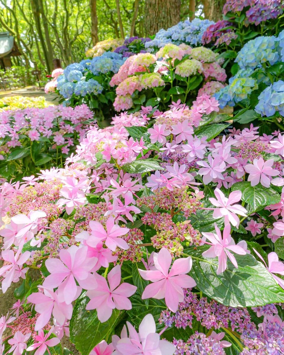DI0RSBABY's tweet photo. hydrangeas are so pretty https://t.co/IzAfef2yjb