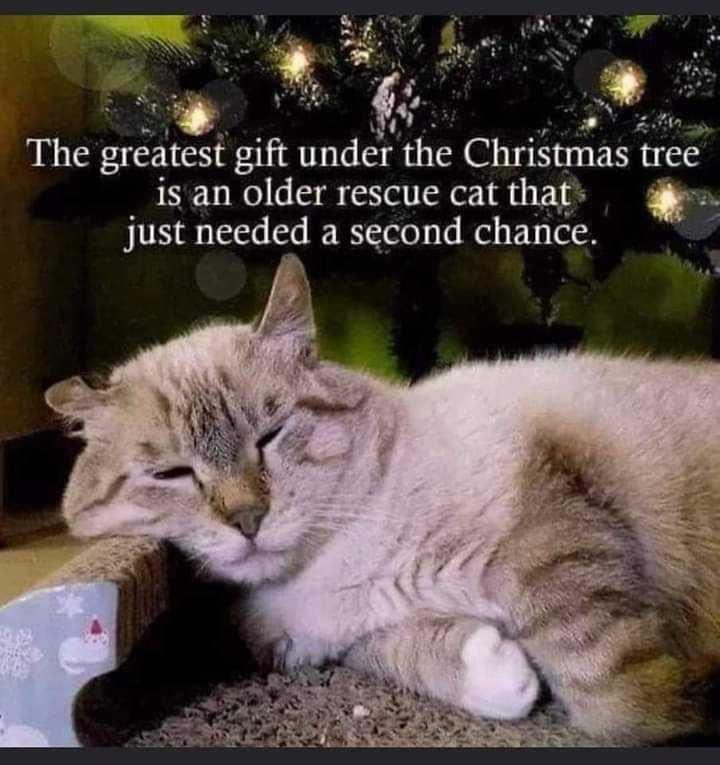 AnimalWoodfield's tweet photo. Retweet if you have rescued an older cat (or dog, horse, any animal really) 💜 https://t.co/JzVCO1vft9