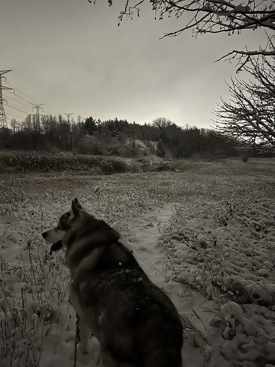 Tiberious_Sheru's tweet photo. Night mode pics hit different

#husky #siberianhusky #winter #snow #winterwonderland #nature #naturephotography #outdoors #hiking #hikingadventures #adventure #adventurewalk #scenery #brampton #iphotography #wildernessculture #wilderness #pet #pets #getoutside #dog https://t.co/CZdfH75rN4