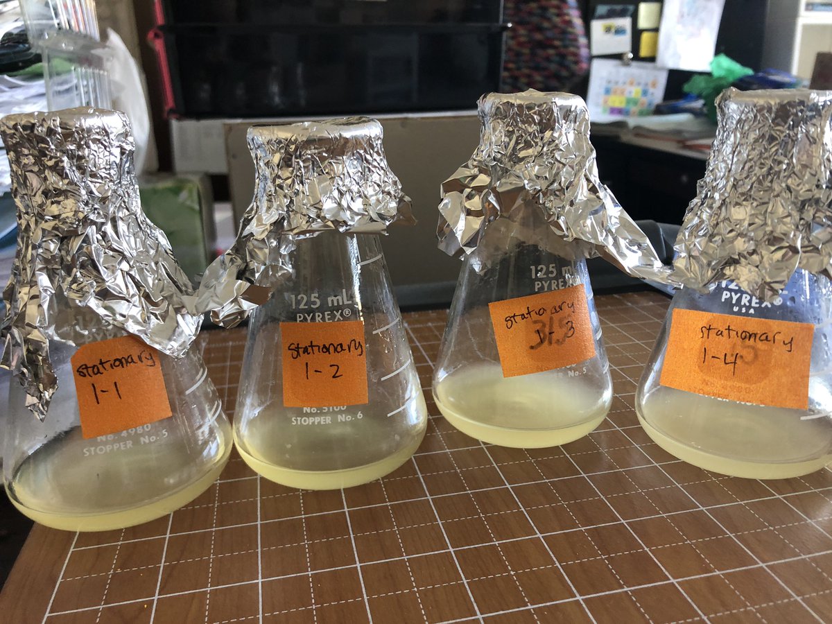 Evaluating competing genetic designs for banana scented bacteria today in #BioBuilderClub- the results are in: stationary 1-1 was best, and “that was fun!” Great send off to vacation 🍌🍌🧫🧫🧬