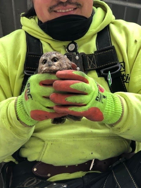 That little owl in #Hawkeye was based on this tiny fella. He was found in the center of the Rockefeller Christmas Tree and rescued by <a href="/Ravensbeardorg/">Ravensbeard Wildlife Center</a>! 

Welcome to the MCU, Little Rockefeller!