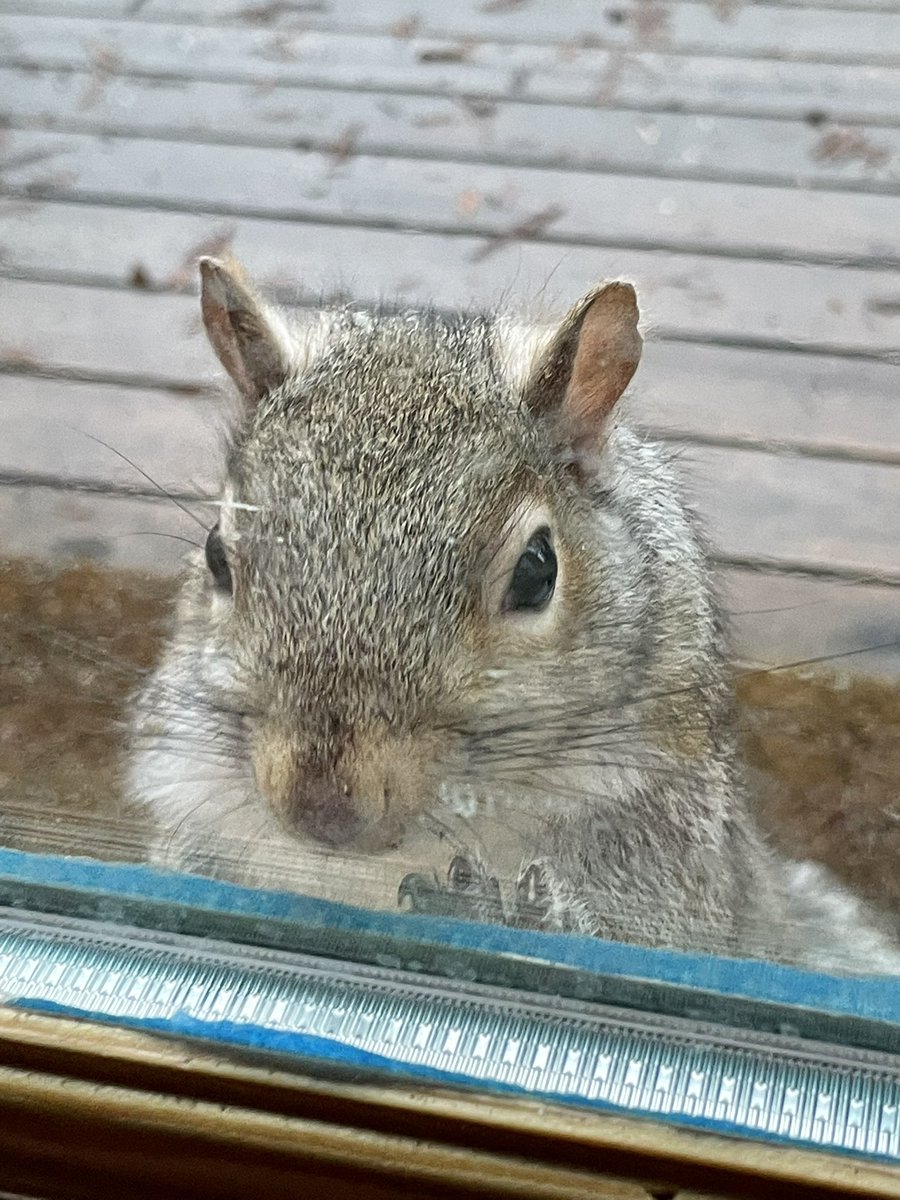 TinyFrighteningWoman tweet media