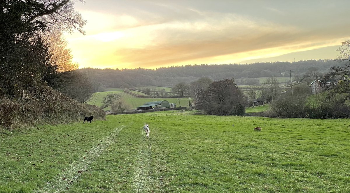 KatePhilpSDC's tweet photo. #spamdog and farm friends https://t.co/W2EIy7uWc3