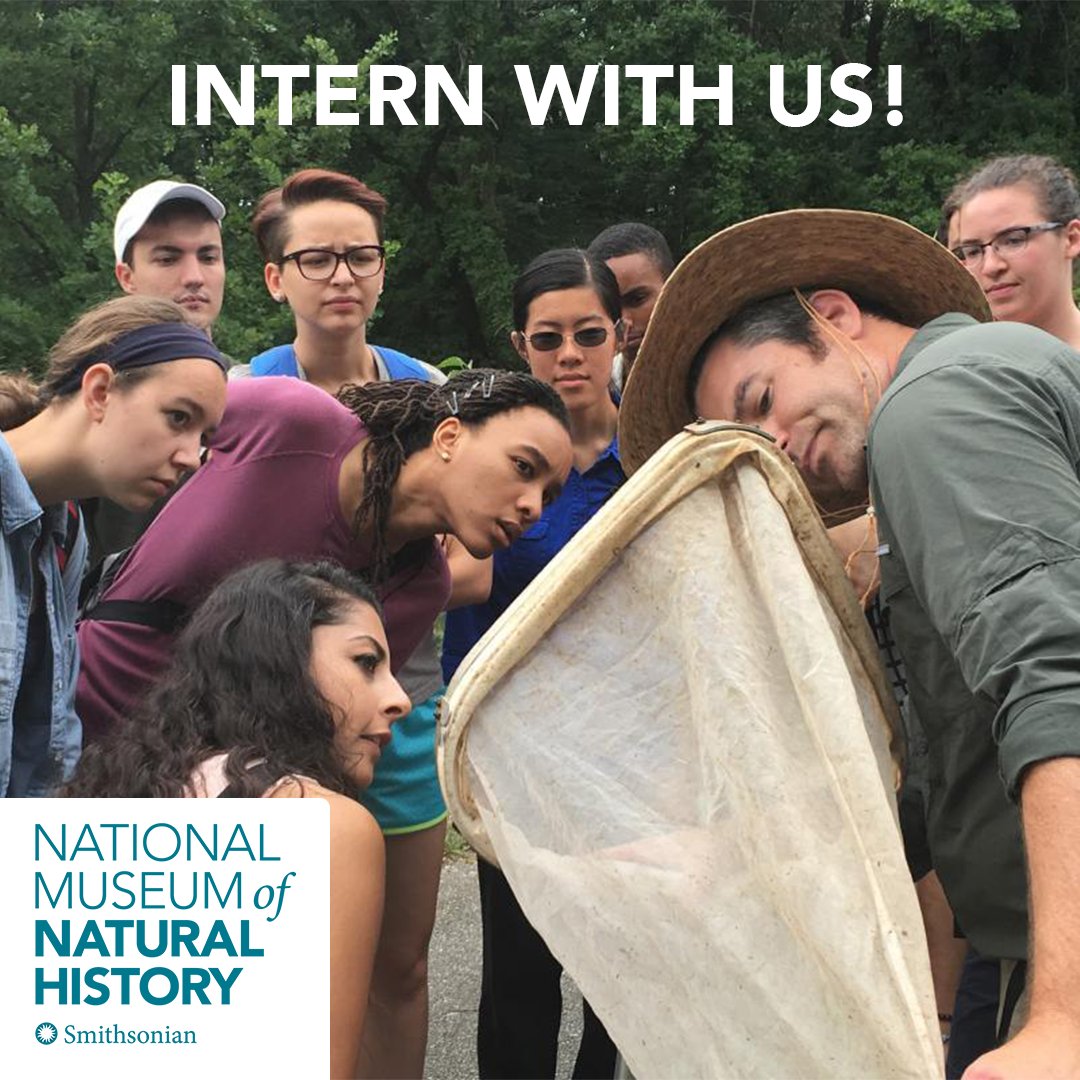 Undergrads! Apply by Feb. 2 for a paid 10-week Natural History Research Experiences internship @nmnh. Interns work closely with scientific mentors to complete independent research projects in Earth science, biology, and anthropology. 🪨🦕🔬

naturalhistory.si.edu/research/natur…