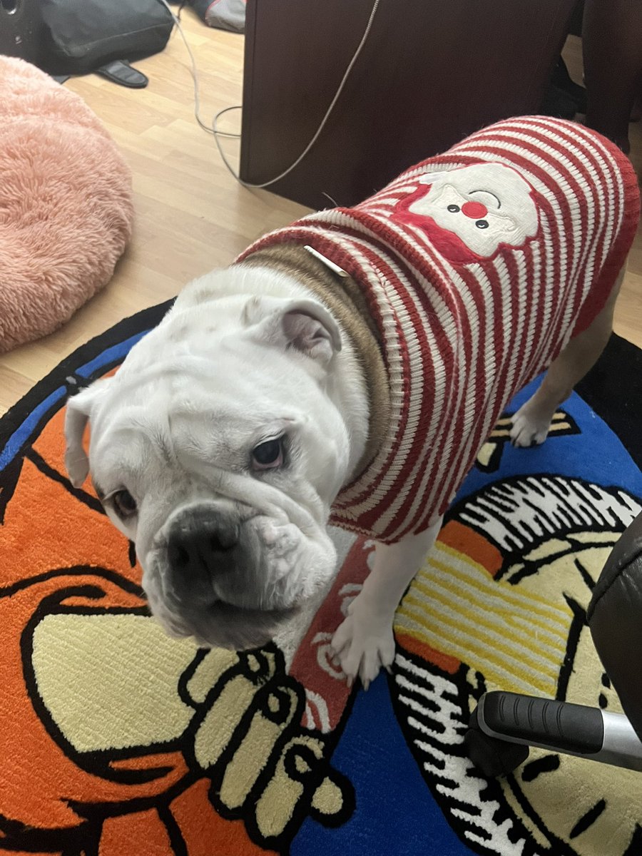 MiaYim's tweet photo. ππΆ π€Ά #PrinceStannis #EnglishBulldog https://t.co/RaBw14oYzy
