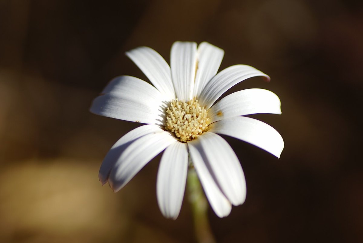 lost_in_botany's tweet photo. #Trichocline spathulata (#Asteraceae) this is an Australian representative of the #Mutisieae tribe, which houses the #Gerbera. These were flowering while the leaves were dying away! https://t.co/xxbv95lwzr